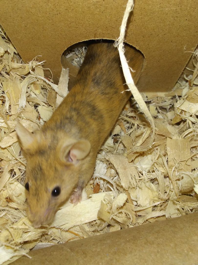 Meeple Syrup Mainely Rat Rescue